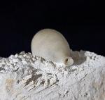 Stachel eines Tylocidaris baltica (SCHL�TER 1892) - Bild &copy; FossNet FossilienStore